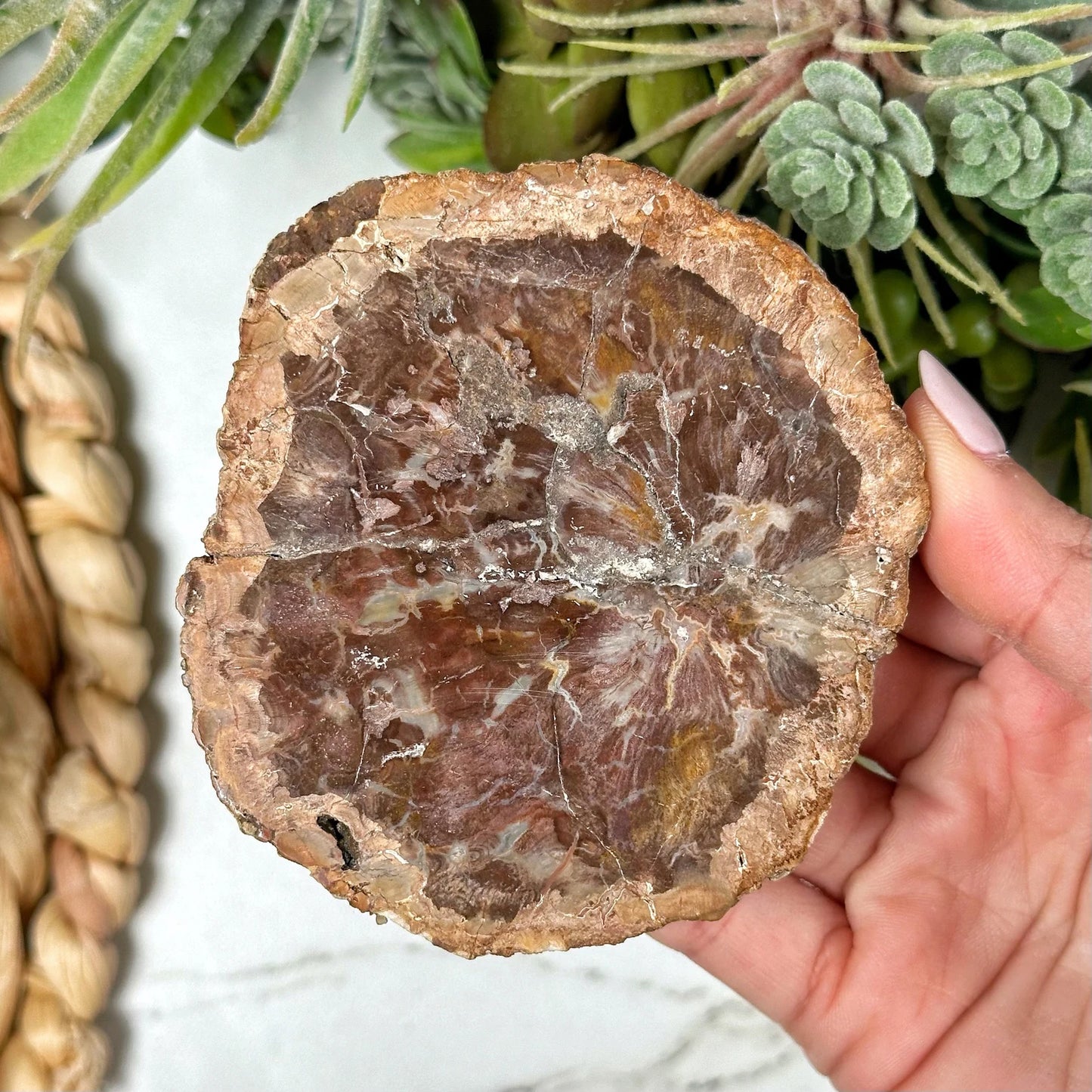 Petrified Wood - Slab