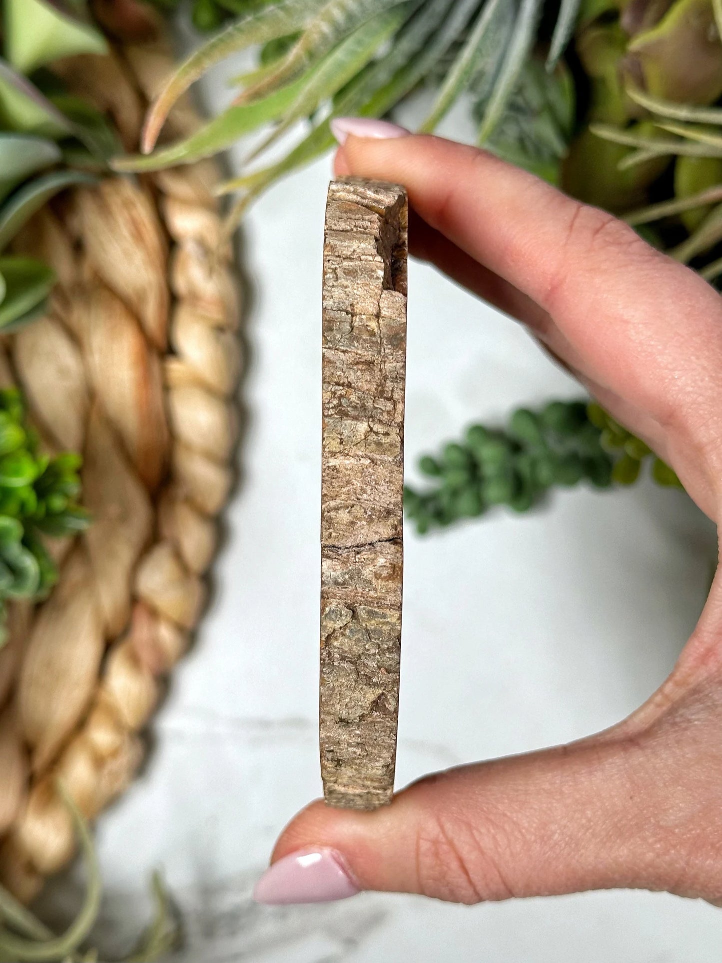 Petrified Wood - Slab